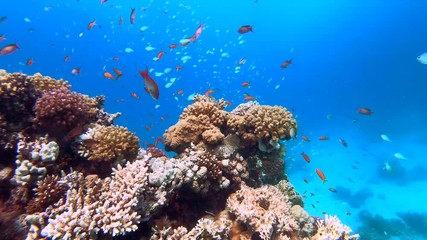 Beautiful colorful coral formation full of fish in the turquoise blue waters of the Red Sea in Egypt, Hurghada. Colorful corals in a scuba diving paradise. Healthy tropical seas full of life.