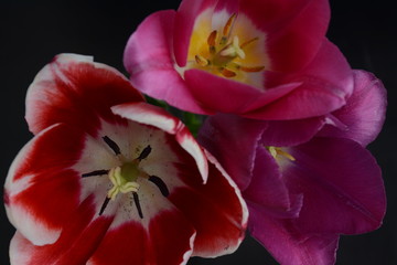 Three tulips close-up on a dark background