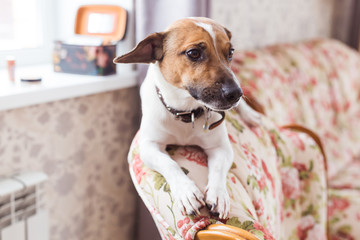 Cute dog jack russell terrier indoors. Pet and animals concept.