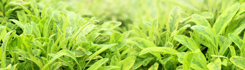 Fresh green young leaves in the spring. Texture background for design.