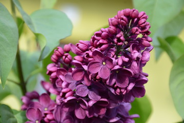 Branch of lilac varieties "ludwig Spaeth" close-up