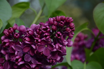 Branch with a large flowering lilac in green leaves close-up