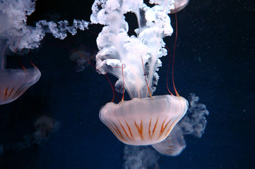 美しい触手をたなびかせて漂うクラゲ　クリサオラ・プロカミア（新江ノ島水族館）