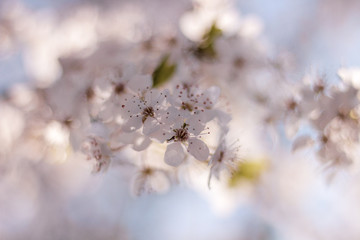 Spring blossom flowers with bokeh background