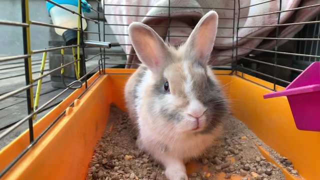 A gray rabbit is sitting in a cage. An animal with big ears. Domestic hare in a yellow box.