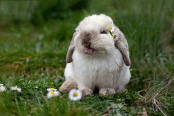 rabbit and daisies