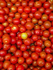 different concepts - yellow cherry tomato between red cherry tomatoes. Concept of individuality, exclusivity, better choice