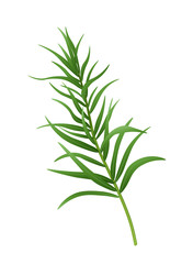 Fresh green tarragon branch. Vector illustration.