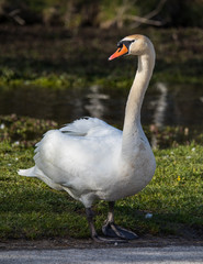 Obraz premium Schwan am Ufer