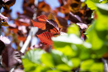 Feuilles de noisetier