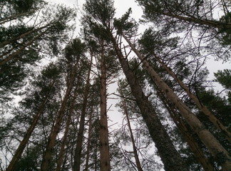 trees in the forest