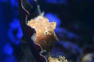 海藻の上でのんびり休むフウセンウオ