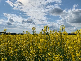 field © Karolina
