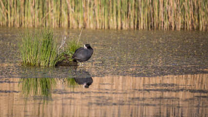 Blässhuhn bei der Federnpflege