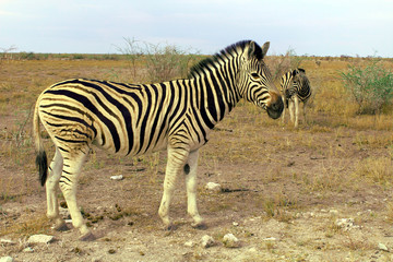 Fototapeta na wymiar Zebra im Etosha Nationalpark