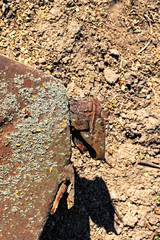 Close-up view of narrow neck of old smashed rusty jerrican. Old rusty metal surface with moss of jerrican on the ground. Rust destroyed the bottom of the jerrican. Texture or background