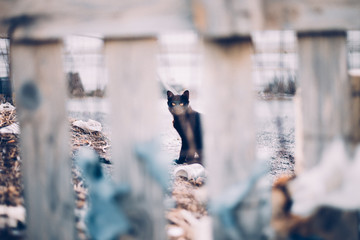 Black cat behind a fence