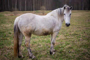 Obraz na płótnie Canvas Portrait of a beautifil white horse