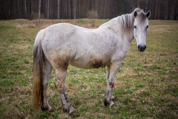 Portrait of a beautifil white horse