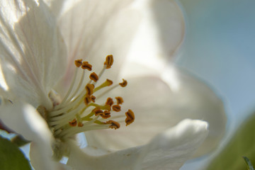 Apple flower close up