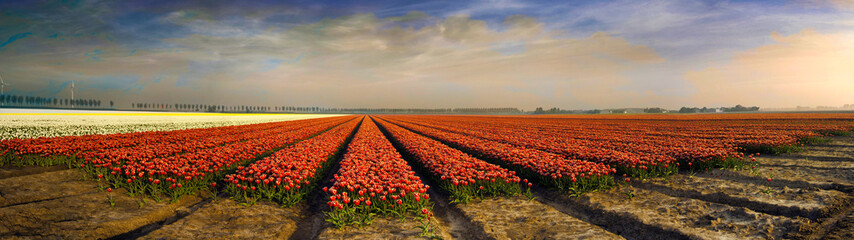 Panorama with colorful Dutch tulips in the field with blue sky