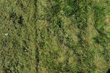 field of fresh mowed green grass texture as a background, top view, horizontal