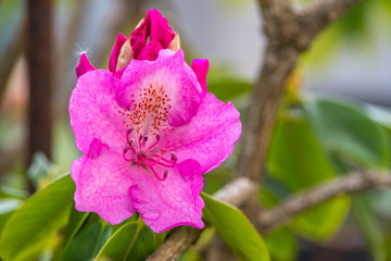 Rhododendron
