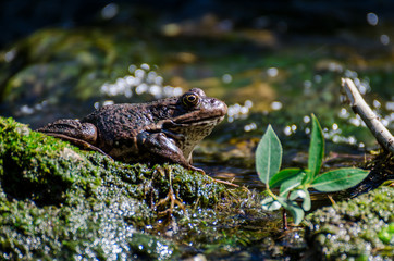 a frog in a forest river basks in the sun