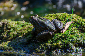 a frog in a forest river basks in the sun 1