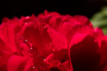 Red flower petal rain day water drop dew morning