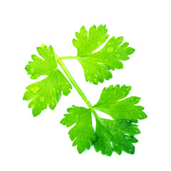 Flat lay of fresh green coriander leaves isolated on white background, The treetops has water droplets on the leaves, Top view.