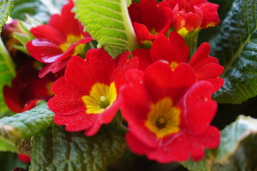 red and yellow flower