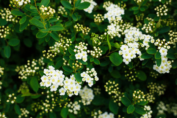 Spring white beautiful small flowers