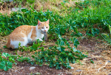 redhead kitten playing on the grass in the yard. cat catches mouse. cute kitten playing in the yard with the mouse.