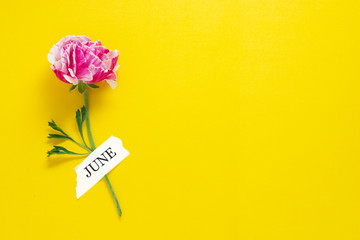 Hello june inscription, pink flower over yellow background. Hello summer concept. copy space.