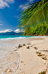 Beautiful Anse Soleil beach with palm tree at Seychelles
