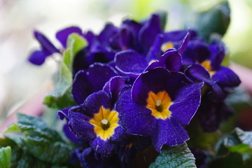 blue flowers with yellow center