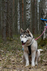 fluffy Siberian husky dog on a walk among nature, spring