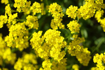 yellow flowers