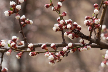 flowering plum buds floral