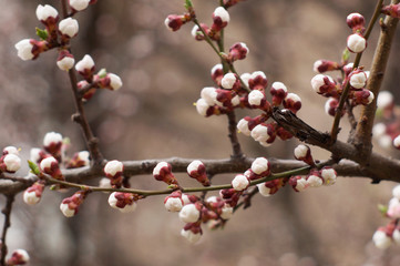 flowering plum buds floral