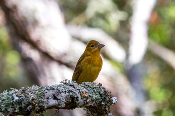 A solitary female Summer Tanager rests on a lichen covered Live Oak limb