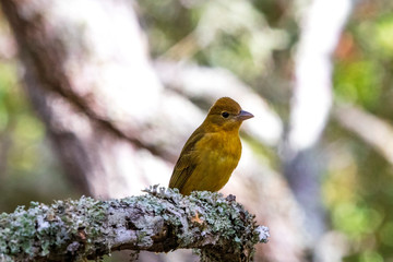 A solitary female Summer Tanager rests on a lichen covered Live Oak limb