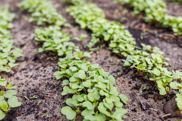 radish leaves in a greenhouse on the ground
