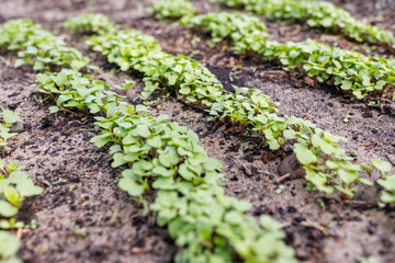 radish leaves in a greenhouse on the ground