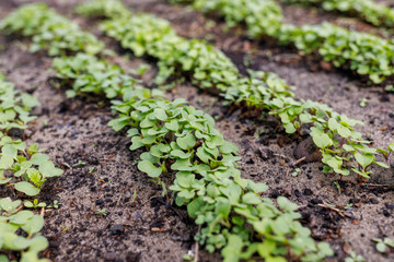 radish leaves in a greenhouse on the ground