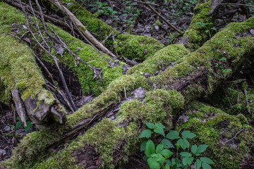 fallen tree with moss