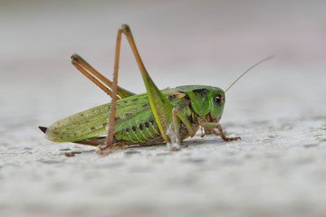 Warzenbei&szlig;er (Decticus verrucivorus)	