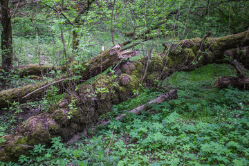 fallen tree with moss