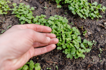 radish leaves in a greenhouse on the garden bed with hand